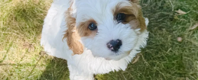 HPF - Small white and brown puppy with curly fur sits on sunlit grass, looking up at the camera. - Happy Farm Puppies