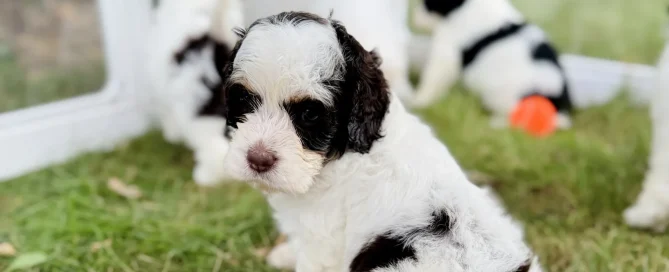 HPF - A black and white puppy sits on grass, looking at the camera, while three other puppies play in the background near a plastic enclosure. - Happy Farm Puppies