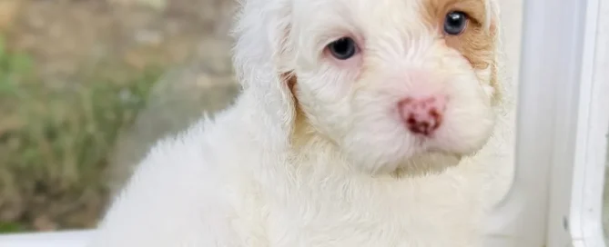 HPF - A small white puppy with curly fur and light brown markings sits on grass indoors near a glass door, looking towards the camera. - Happy Farm Puppies