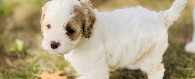 HPF - Small white and tan puppy standing on grass outdoors with sunlight shining, looking slightly to the left with its tail raised. - Happy Farm Puppies