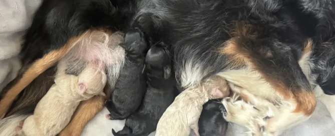 HPF - A mother dog is lying on her side nursing seven newborn puppies of mixed black and white colors. - Happy Farm Puppies