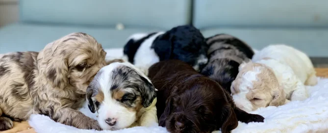 HPF - Six multicolored puppies lie close together on a soft white blanket, resting and cuddling on a tan surface with a blue background. - Happy Farm Puppies