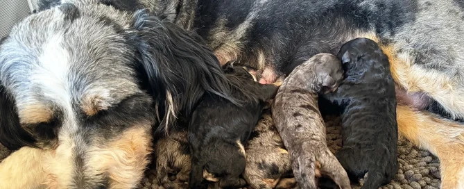 HPF - A mother dog lies on a textured mat while five newborn puppies nurse, each with varying fur colors and patterns. - Happy Farm Puppies