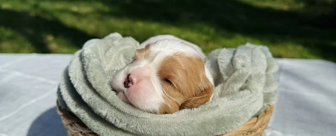 HPF - A small brown and white puppy sleeps in a woven basket lined with a soft green blanket, placed on a table outdoors with grass and trees in the background. - Happy Farm Puppies