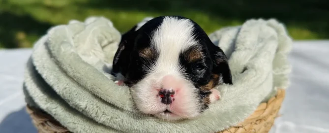HPF - A small black, white, and brown puppy rests on a soft blanket inside a woven basket, set on a table outdoors with greenery in the background. - Happy Farm Puppies