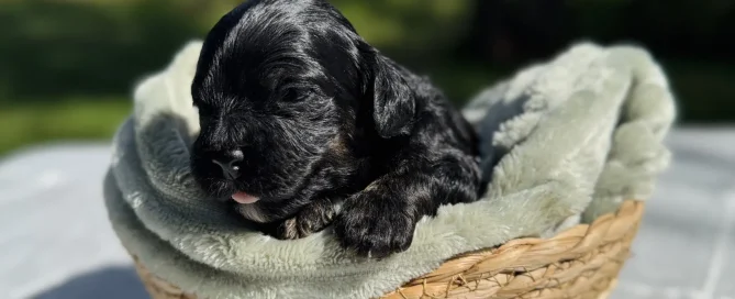 HPF - A small black puppy rests on a soft green blanket inside a woven basket, outdoors on a gray tablecloth with greenery blurred in the background. - Happy Farm Puppies