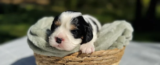 HPF - A small black, white, and tan puppy lies in a woven basket lined with a soft green blanket, outdoors on a sunny day. - Happy Farm Puppies