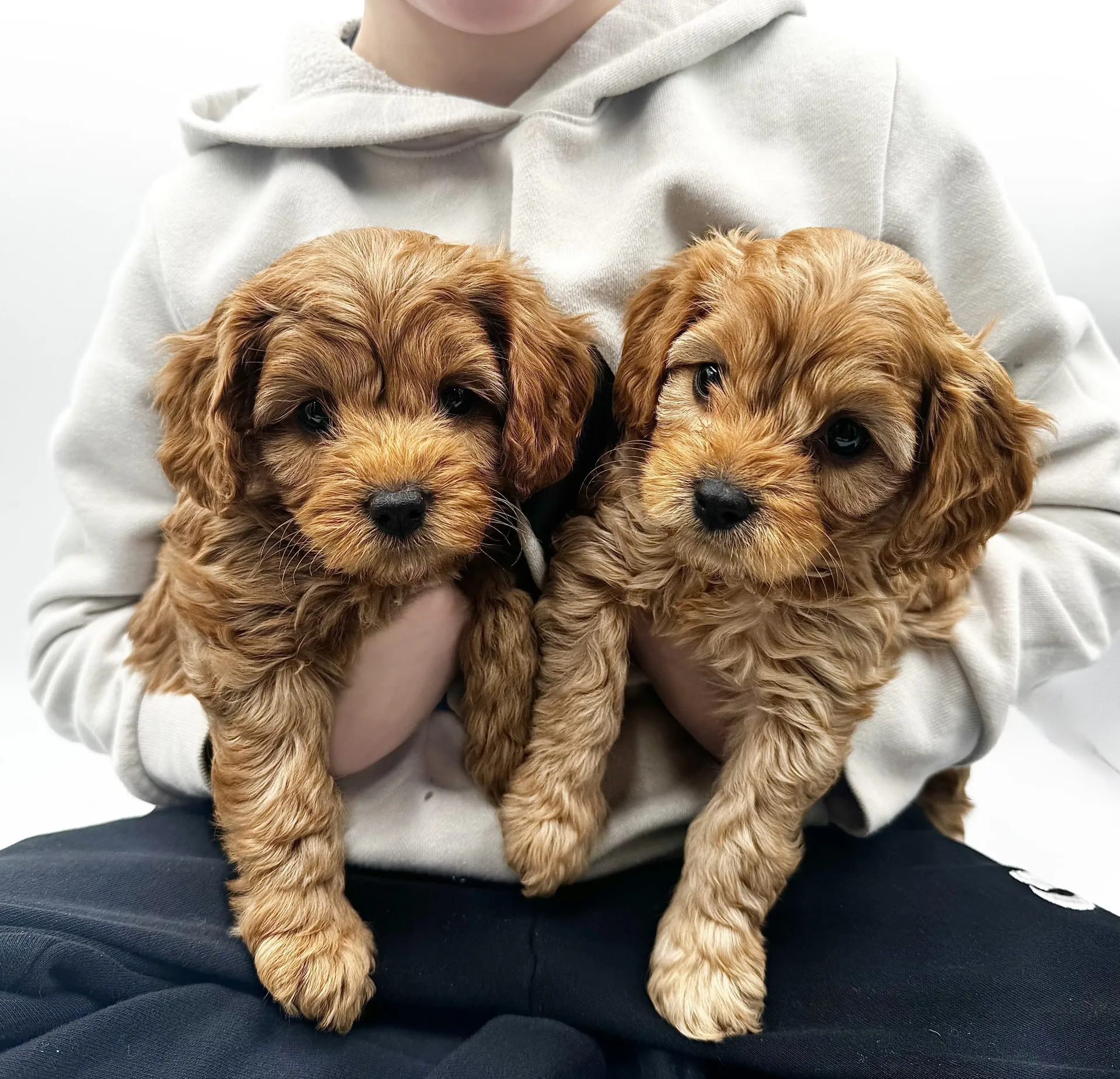 | Happy Farm Puppies