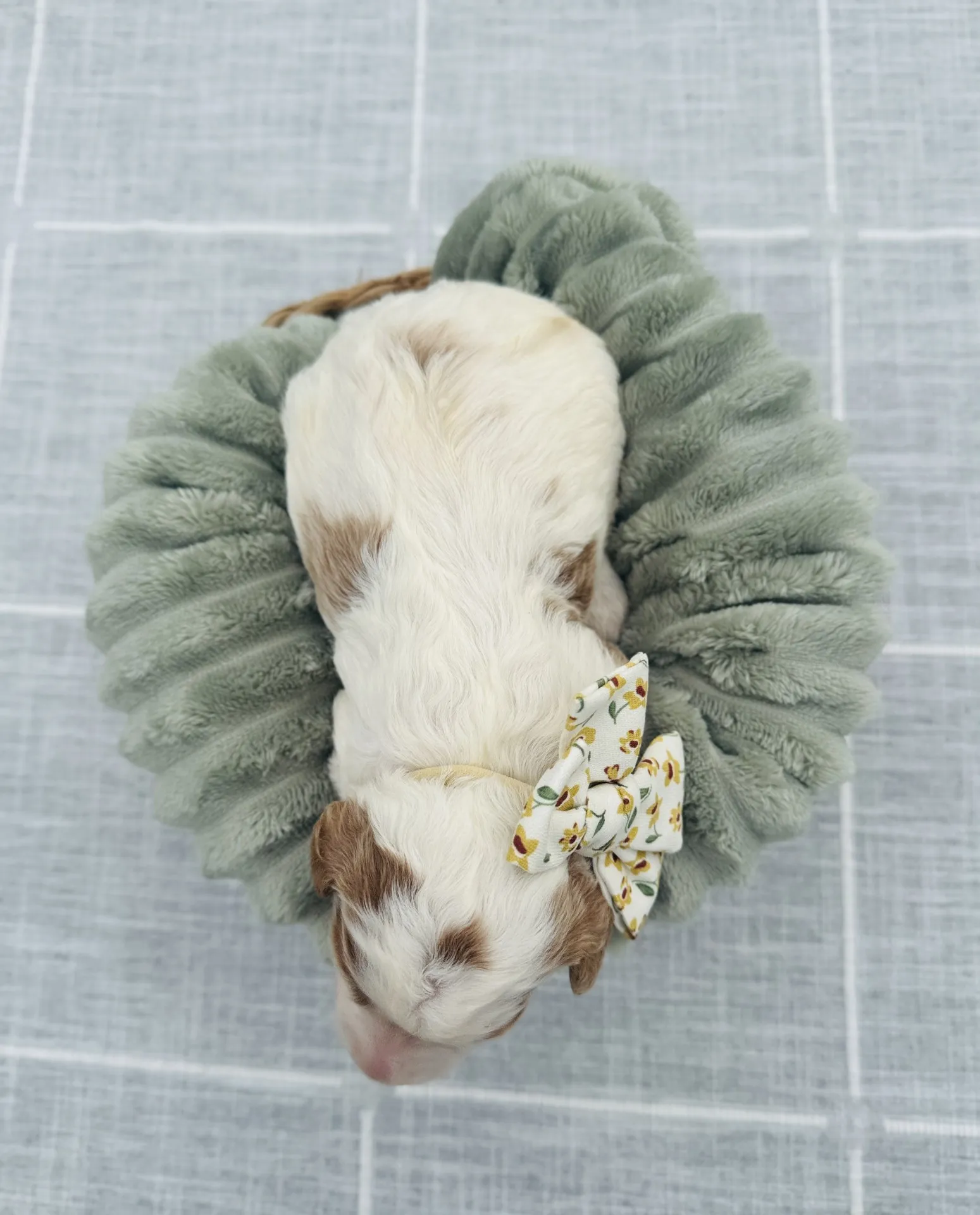HPF – A white and tan puppy wearing a floral bow sleeps in a circular sage green pet bed. – Happy Farm Puppies HPF - A white and tan puppy wearing a floral bow sleeps in a circular sage green pet bed. - Happy Farm Puppies